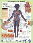 Blueprint for Health Your Heart and Blood Anatomical Chart